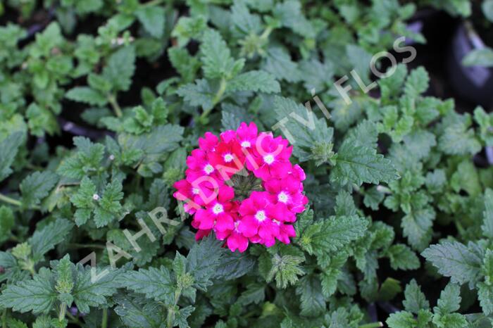Verbena, sporýš 'Vanessa Dark Pink' - Verbena hybrida 'Vanessa Dark Pink'