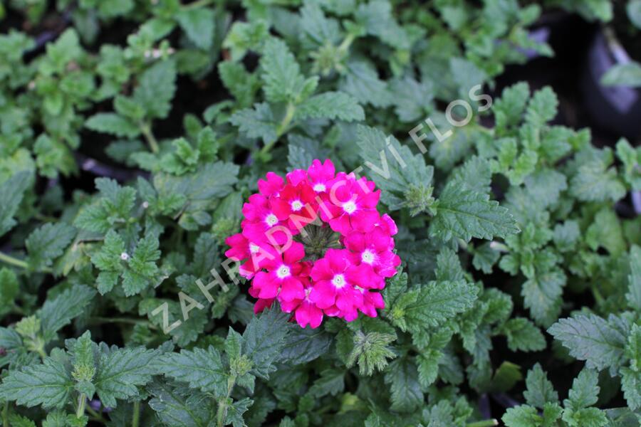 Verbena, sporýš 'Vanessa Dark Pink' - Verbena hybrida 'Vanessa Dark Pink'