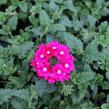 Verbena, sporýš 'Vanessa Dark Pink' - Verbena hybrida 'Vanessa Dark Pink'