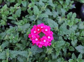 Sporýš 'Vanessa Dark Pink' - Verbena hybrida 'Vanessa Dark Pink'