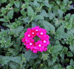 Verbena, sporýš 'Vanessa Dark Pink' - Verbena hybrida 'Vanessa Dark Pink'