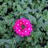 Verbena hybrida 'Vanessa Dark Pink'.JPG