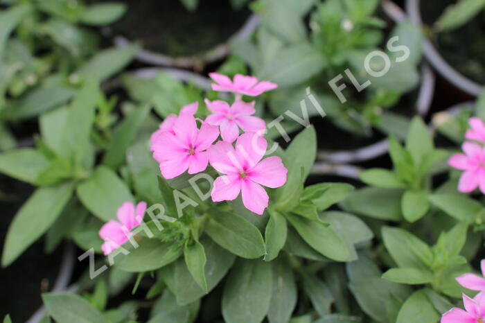 Plamenka drummondova 'Phloxstar Pink' - Phlox drummondii 'Phloxstar Pink'