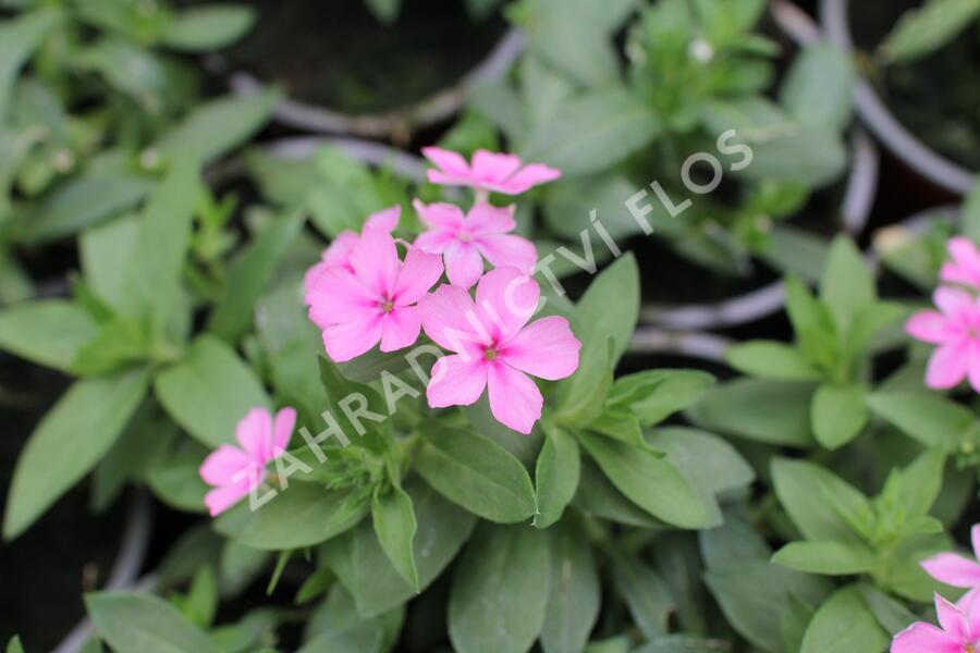 Plamenka drummondova 'Phloxstar Pink' - Phlox drummondii 'Phloxstar Pink'