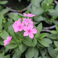 Plamenka drummondova 'Phloxstar Pink' - Phlox drummondii 'Phloxstar Pink'