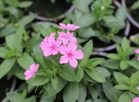 Plamenka drummondova 'Phloxstar Pink' - Phlox drummondii 'Phloxstar Pink'