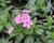 Plamenka drummondova 'Phloxstar Pink'