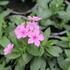 Phlox drummondii 'Phloxstar Pink'.JPG