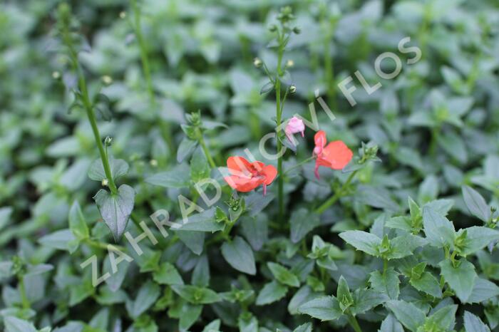 Ostruhatka 'Elfjes Orange' - Diascia elegans 'Elfjes Orange'