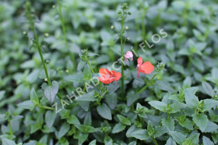 Ostruhatka 'Elfjes Orange' - Diascia elegans 'Elfjes Orange'