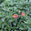 Ostruhatka 'Elfjes Orange' - Diascia elegans 'Elfjes Orange'