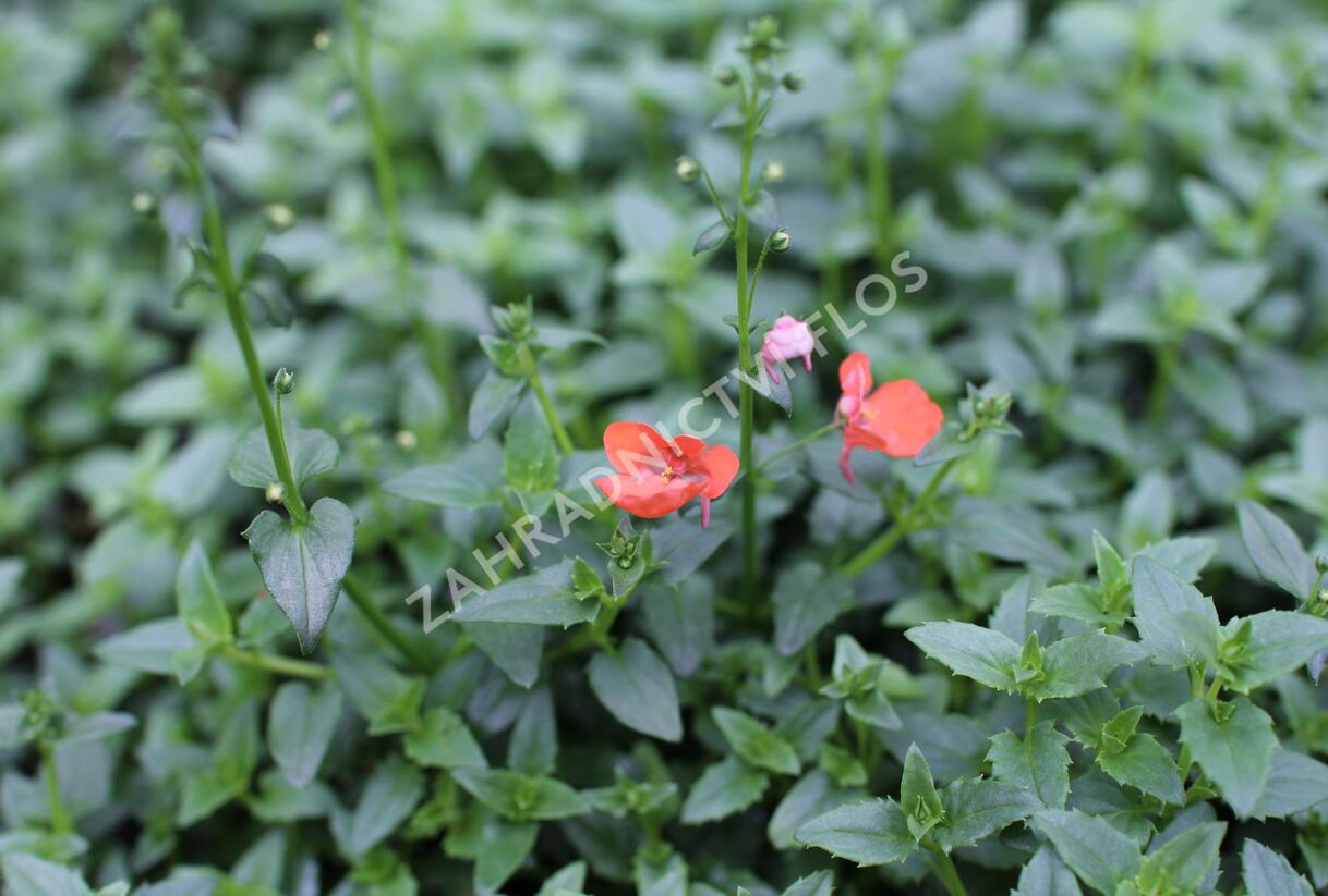 Ostruhatka 'Elfjes Orange' - Diascia elegans 'Elfjes Orange'