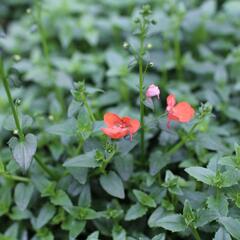 Ostruhatka 'Elfjes Orange' - Diascia elegans 'Elfjes Orange'