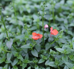 Ostruhatka 'Elfjes Orange' - Diascia elegans 'Elfjes Orange'