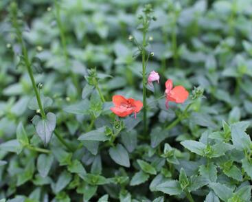 Ostruhatka 'Elfjes Orange'