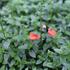 Diascia elegans 'Elfjes Orange'.JPG