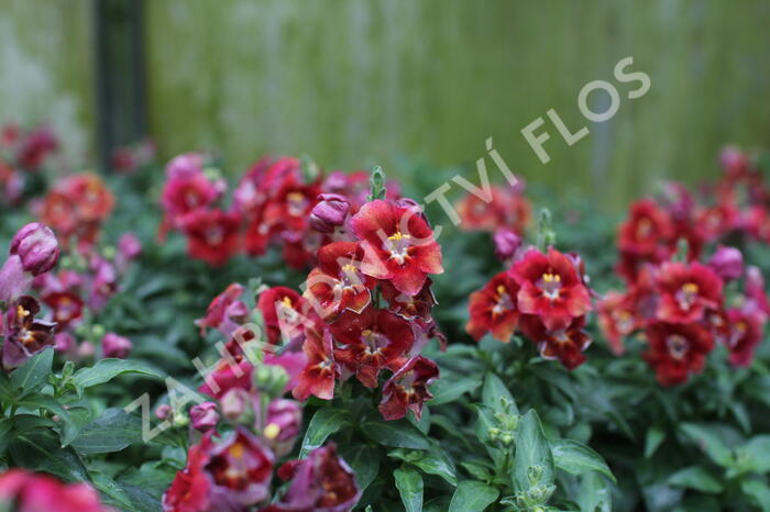 Hledík větší 'Dazzling Lips Sunset' - Antirrhinum majus 'Dazzling Lips Sunset'