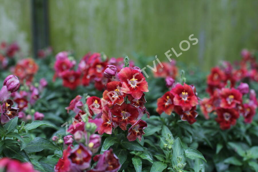 Hledík větší 'Dazzling Lips Sunset' - Antirrhinum majus 'Dazzling Lips Sunset'