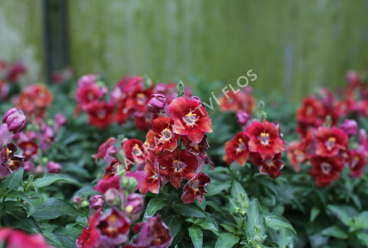 Hledík větší 'Dazzling Lips Sunset' - Antirrhinum majus 'Dazzling Lips Sunset'