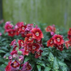 Hledík větší 'Dazzling Lips Sunset' - Antirrhinum majus 'Dazzling Lips Sunset'