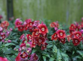 Hledík větší 'Dazzling Lips Sunset' - Antirrhinum majus 'Dazzling Lips Sunset'