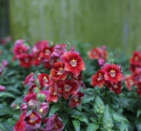 Hledík větší 'Dazzling Lips Sunset' - Antirrhinum majus 'Dazzling Lips Sunset'