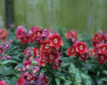 Hledík větší 'Dazzling Lips Sunset'