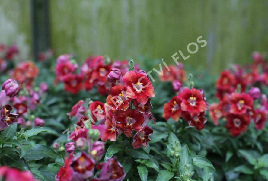 Hledík větší 'Dazzling Lips Sunset' - Antirrhinum majus 'Dazzling Lips Sunset'