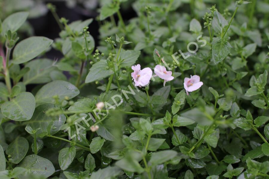 Ostruhatka 'Elfjes Blush' - Diascia elegans 'Elfjes Blush'