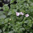 Ostruhatka 'Elfjes Blush' - Diascia elegans 'Elfjes Blush'