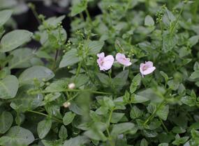 Ostruhatka 'Elfjes Blush' - Diascia elegans 'Elfjes Blush'