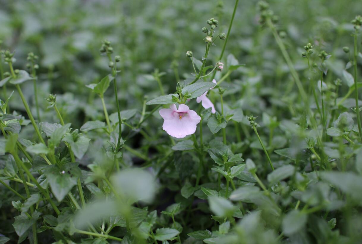 Ostruhatka 'Elfjes Blush' - Diascia elegans 'Elfjes Blush'