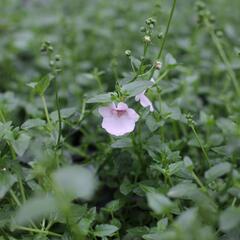 Ostruhatka 'Elfjes Blush' - Diascia elegans 'Elfjes Blush'