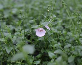 Ostruhatka 'Elfjes Blush'