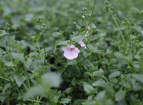 Ostruhatka 'Elfjes Blush' - Diascia elegans 'Elfjes Blush'