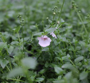 Ostruhatka 'Elfjes Blush' - Diascia elegans 'Elfjes Blush'