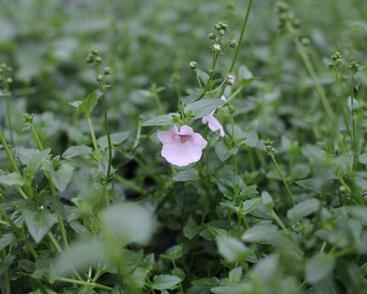 Ostruhatka 'Elfjes Blush'