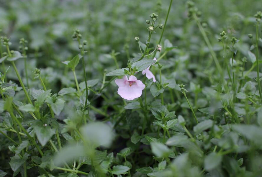 Ostruhatka 'Elfjes Blush' - Diascia elegans 'Elfjes Blush'