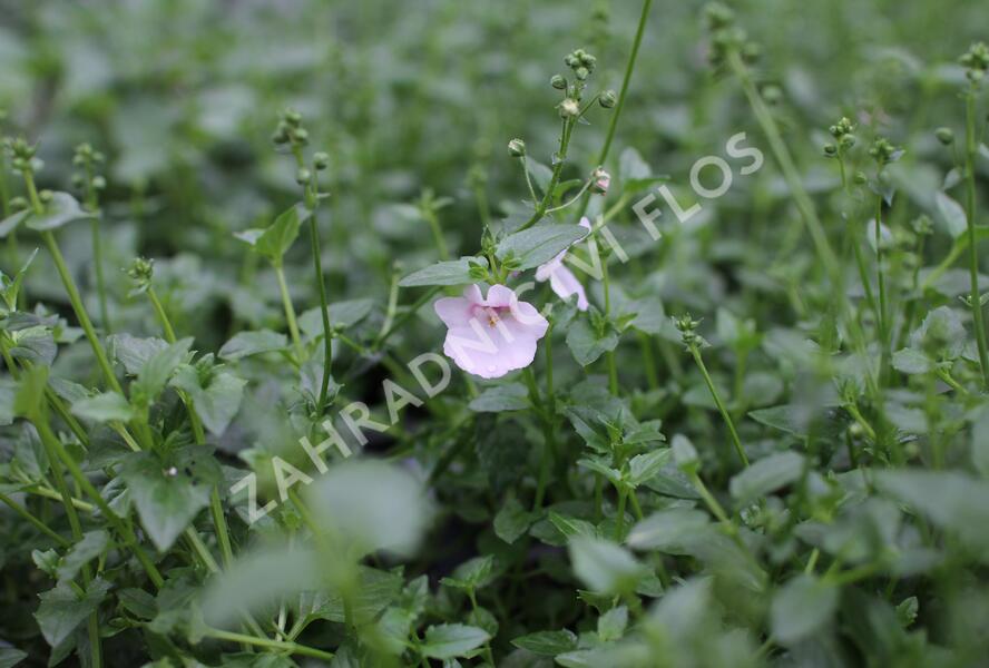 Ostruhatka 'Elfjes Blush' - Diascia elegans 'Elfjes Blush'