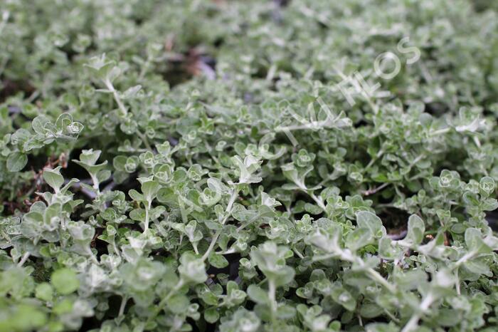 Smil řapikatý 'Silver Mini' - Helichrysum petiolare 'Silver Mini'