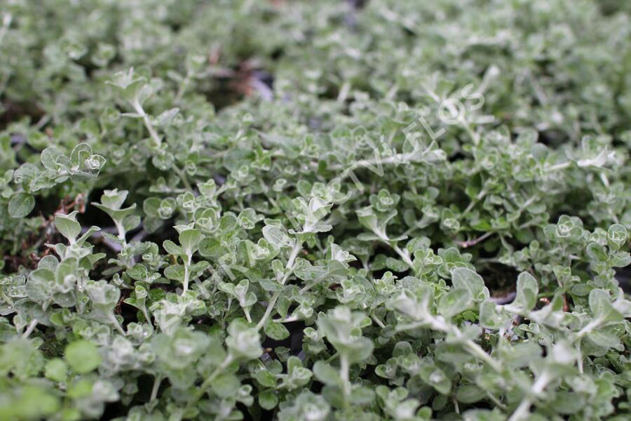 Smil řapikatý 'Silver Mini' - Helichrysum petiolare 'Silver Mini'