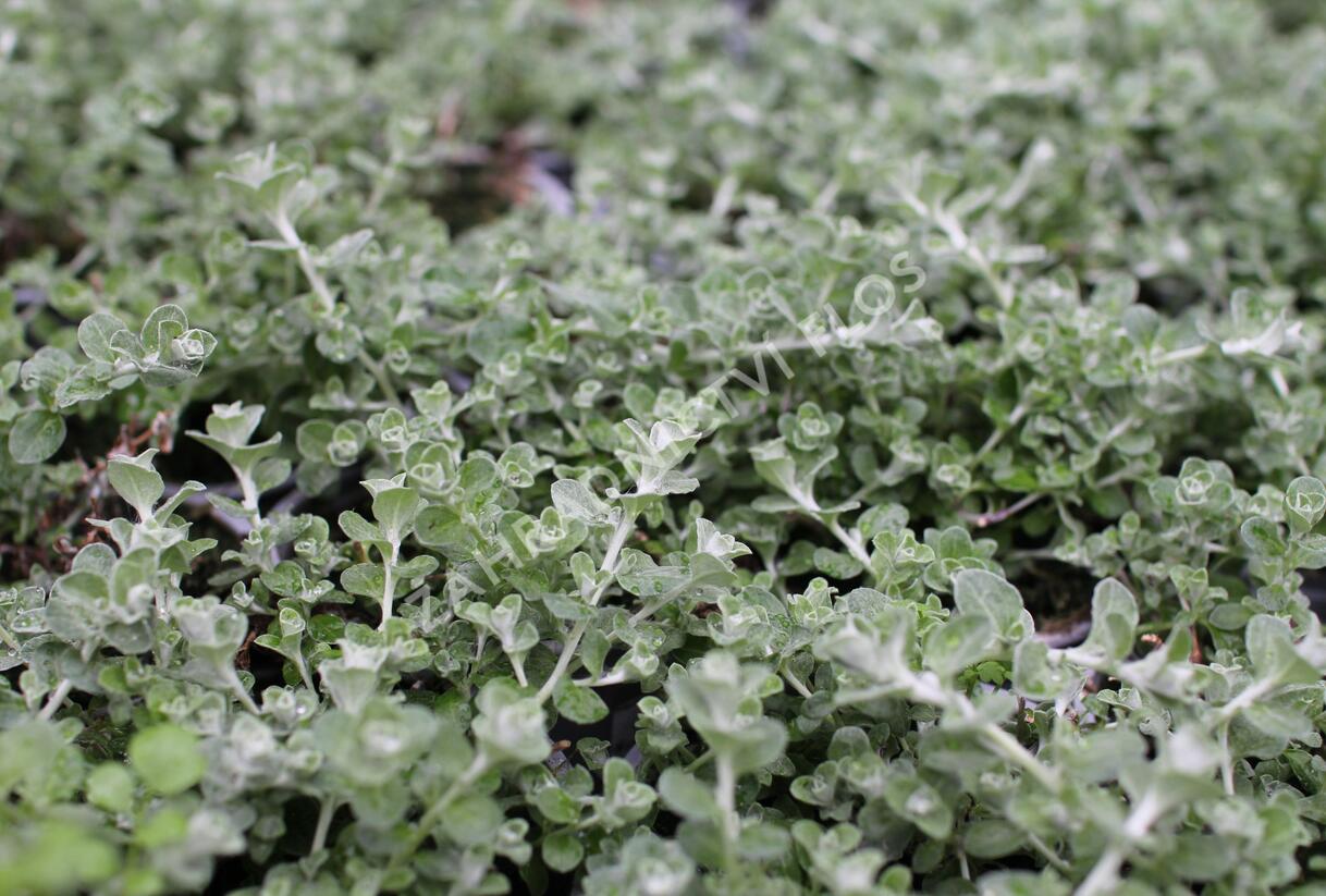 Smil řapikatý 'Silver Mini' - Helichrysum petiolare 'Silver Mini'