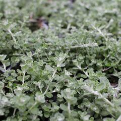 Smil řapikatý 'Silver Mini' - Helichrysum petiolare 'Silver Mini'