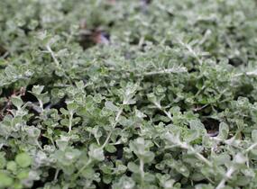 Smil řapikatý 'Silver Mini' - Helichrysum petiolare 'Silver Mini'