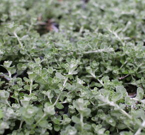 Smil řapikatý 'Silver Mini' - Helichrysum petiolare 'Silver Mini'