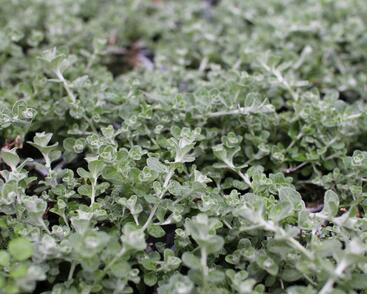 Smil řapikatý 'Silver Mini'