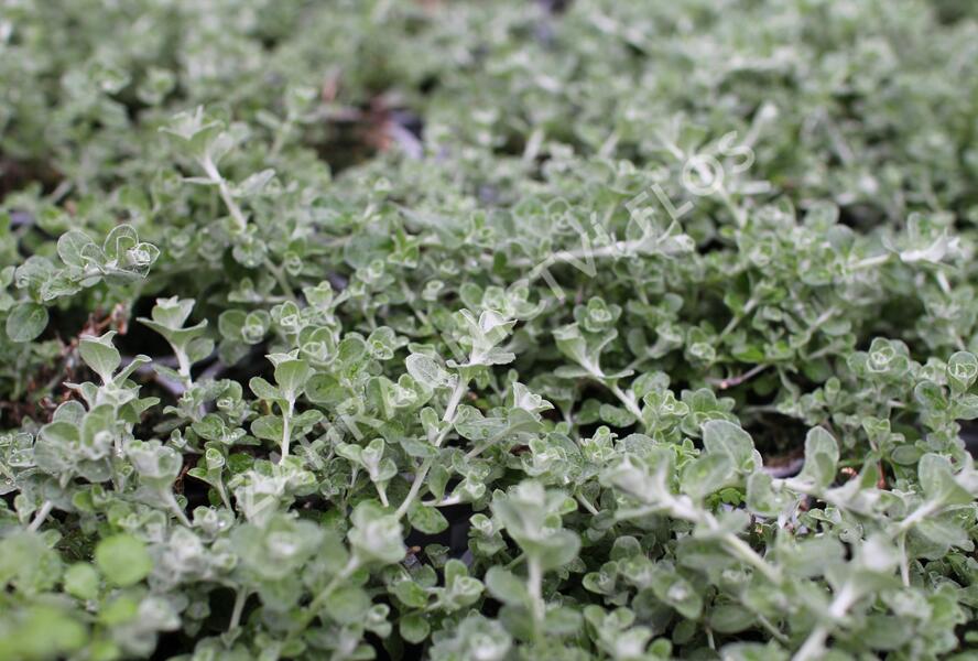 Smil řapikatý 'Silver Mini' - Helichrysum petiolare 'Silver Mini'