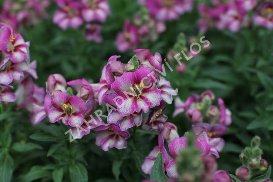 Hledík větší 'Dazzling Lips Pink' - Antirrhinum majus 'Dazzling Lips Pink'