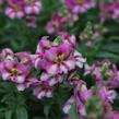 Hledík větší 'Dazzling Lips Pink' - Antirrhinum majus 'Dazzling Lips Pink'