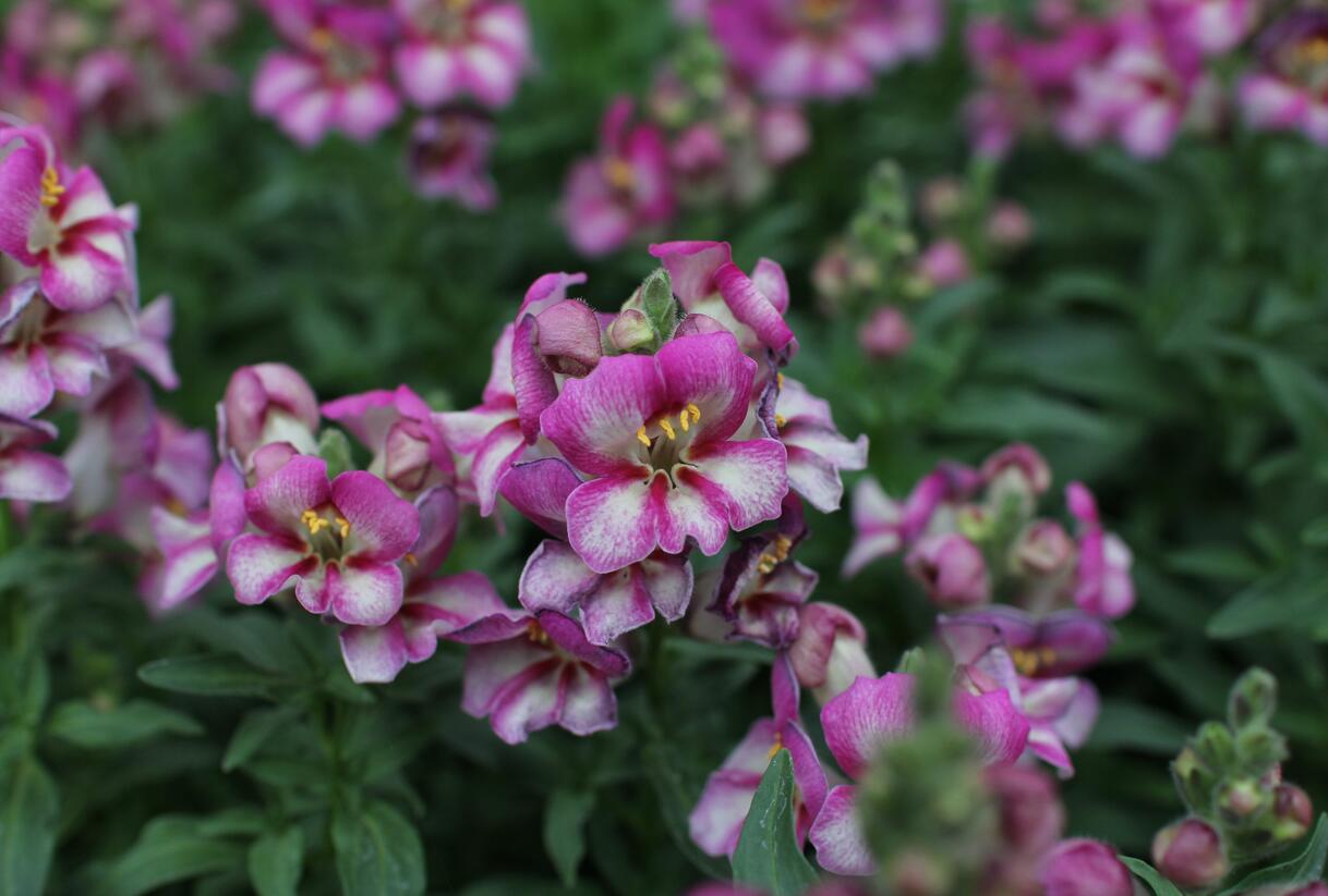 Hledík větší 'Dazzling Lips Pink' - Antirrhinum majus 'Dazzling Lips Pink'